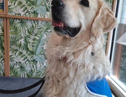Lola The Wonder Dog!